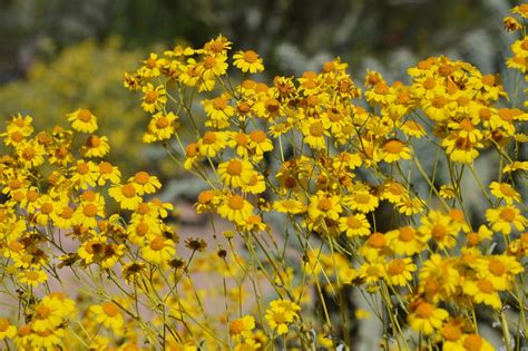 Annabanana: Arizona Desert Flowers