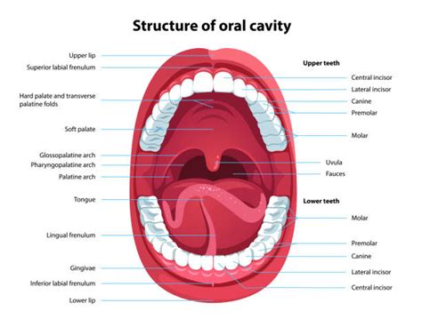 Parts Of Mouth And Throat