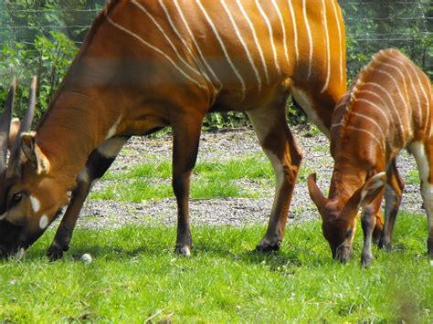 Dublin Zoo Visit Dublin ZOO | Gardiner Street Dublin