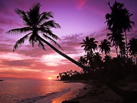 Purple sunset stock photo. Image of waves, palm, shore - 184360