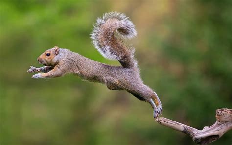 Pin by Sara Gothard on Slixes | Squirrel, Animals, Beautiful creatures