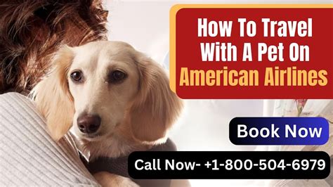 How To Travel With A Pet On American Airlines || Pet Policy || Call Now ...