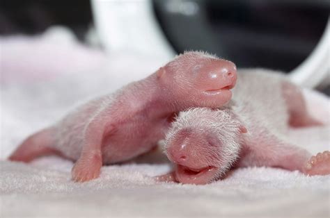 Two Giant Panda Twins Have Been Born In China And They Are Extremely Cute