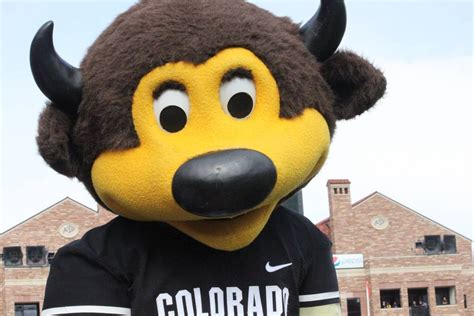 University of Colorado at Boulder Buffalo costumed mascot - Chip. Look into his eyes, .. you are ...