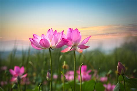 Download Nature Depth Of Field Pink Flower Flower Lotus HD Wallpaper