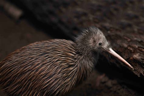 40 Kiwi Bird Facts: New Zealand's Most Iconic Animal - Facts.net