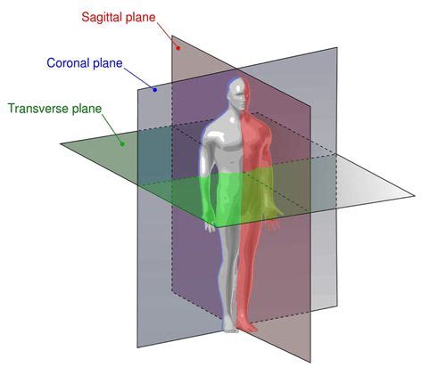 These Are the Anatomical Directional Terms You Should Know | Anatomy ...