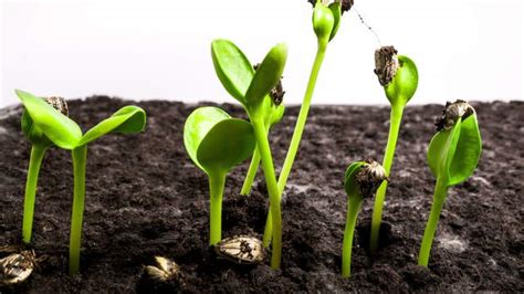 Timelapse Stock Footage Video - Plant Growth Time Lapse Germinating Sunflower Seeds | 1058 ...