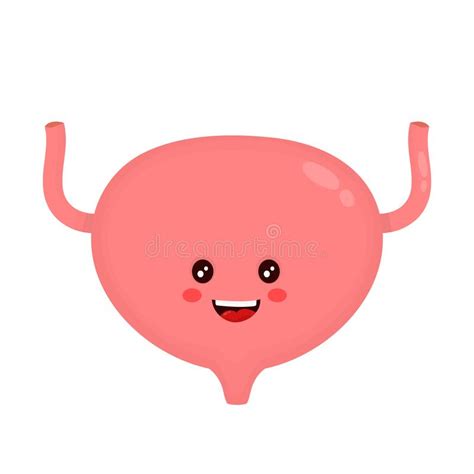 bladder clipart 20 free Cliparts | Download images on Clipground 2024