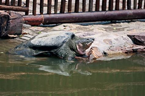 Weekend Read: ‘Loneliest Species’ Gets Second Chance at Survival ...