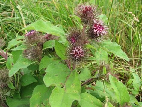 Burdock (Arctium Spp.) in Manitoba | Wild plants, Edible wild plants ...