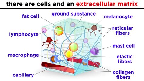 What Is The Makeup Of The Matrix In Connective Tissues - Mugeek Vidalondon