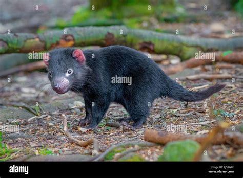 Baby Tasmanian Devil Stock Photo - Alamy