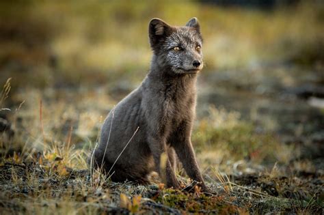 Arctic fox in his summer coat : r/aww