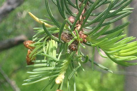 Spruce Budworm - Prevention and Control