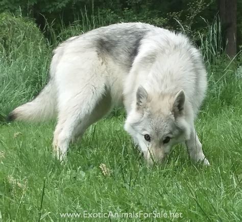 Wolfdog Puppies for Sale