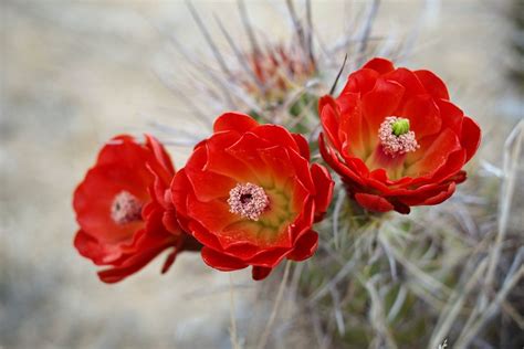 Cactus flowers in Joshua Tree National Park 2012 with new Fujifilm Pro1 ...