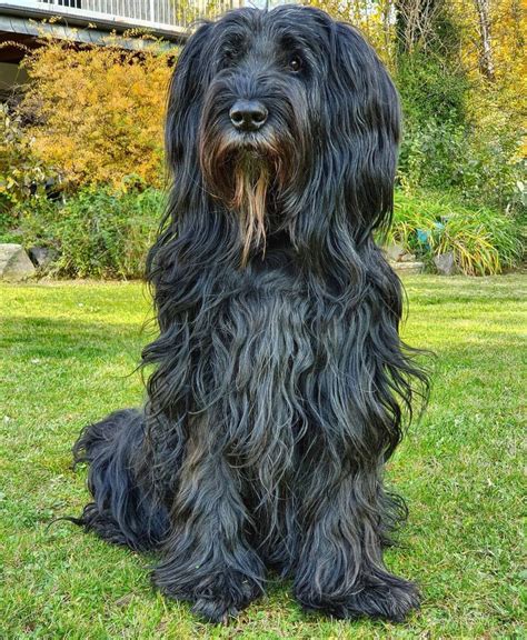 Briard Puppies Behavior And Characteristics In Different Months Until One Year