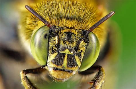 Bumblebee head close up stock image. Image of arthropod - 283209075