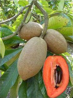 How to Grow Sapote From Seed - Plant Instructions