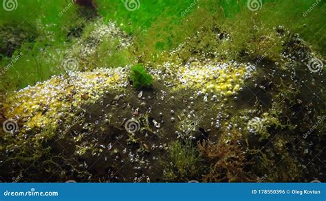 Photosynthesis in the Sea, Oxygen Bubbles Synthesized by Algae. Green and Red Algae on ...