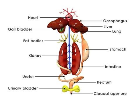 Digestive System of Frog | With Functions and Labelled Diagram