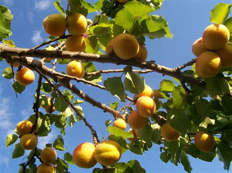 Fruit, Nut and Ornamental Trees 101: Fertilizing Apricot Trees