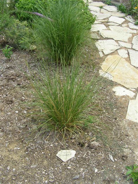 Prairie Dropseed Grass – WholesalePlantDelivery.com