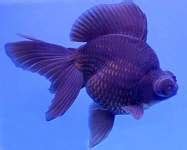 Oranda Black Demekin | Ikan Hias Aquarium