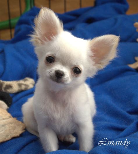 27+ Chihuahua Blanco En Venta Image - Bleumoonproductions