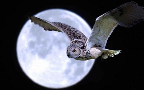 moon flight fly flying owls skies night moonlight animal fantasy art Canvas Wall Poster | Owl ...