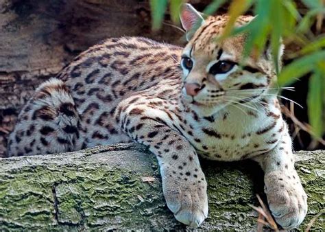 ocelots | el zoo virtual de costa rica [licensed for non-commercial use ...