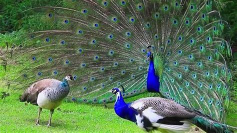 Five fun facts about peacocks you should know | NewsBytes