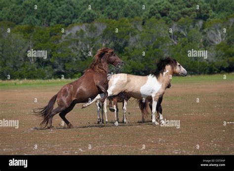 Chincoteague Wild horses ponies Island USA U.S.A Stock Photo - Alamy