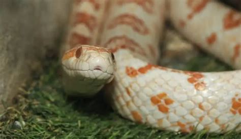 Albino Corn Snakes for Beginners (Care Sheet & Advice) - Everything ...