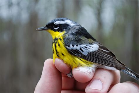 Minnesota Birdnerd: Warblers in Waves