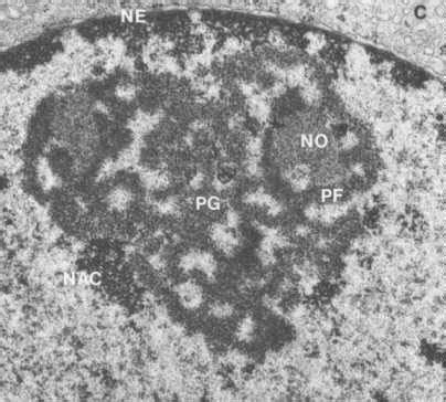 核仁(nucleolus) - 小小整理網站 Smallcollation