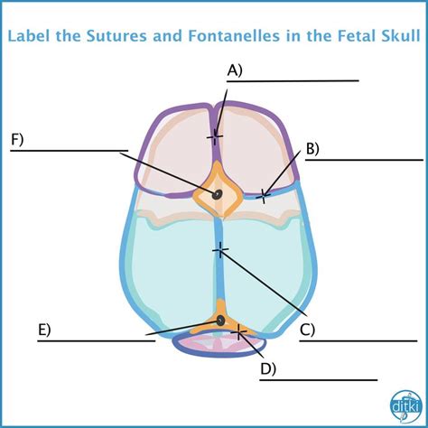 Can you label the bones, sutures, and fontanelles of the fetal skull? in 2020 | Development ...