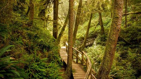 温哥华岛太平洋沿岸国家公园保护区美丽的森林风景4k壁纸_图片编号100090-壁纸网