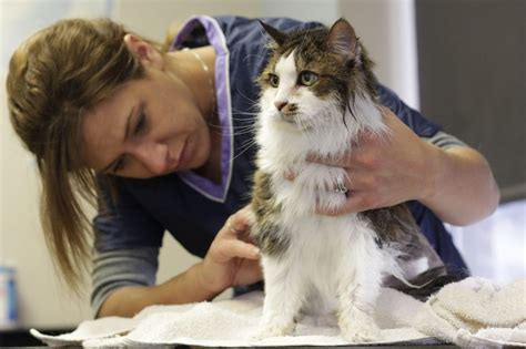 The 5 Best Cat Grooming Tools - The Kitty Expert