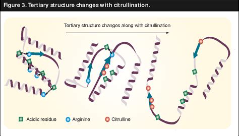 Anti Cyclic Citrullinated Peptide - slideshare