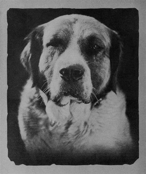 Picture of Buck (dog) in silent film The Call of the Wild (1923) | Call ...