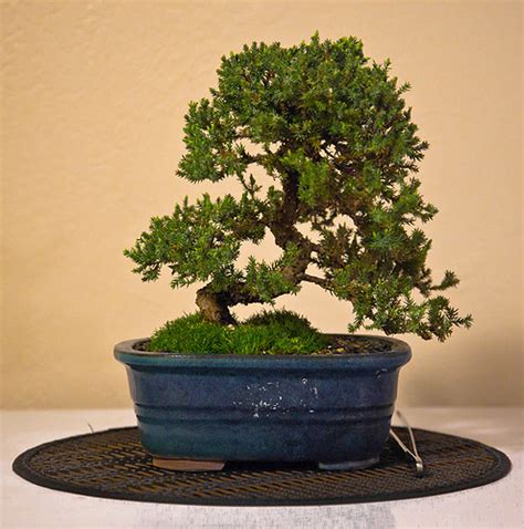 Dwarf Juniper Bonsai Tree | My tree in normal light on the f… | Flickr