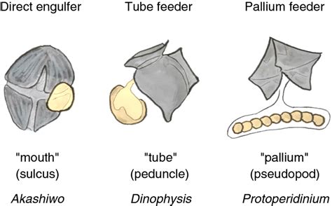 Schematic representation of feeding mechanisms and structures across... | Download High-Quality ...