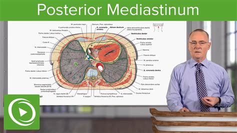 Posterior Mediastinum – Anatomy | Lecturio - YouTube