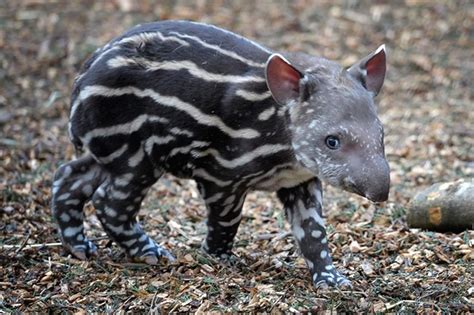 Baby tapir born at British zoo goes snout and about - Mirror Online