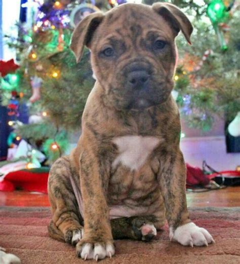 Brindle Pitbull Puppies | Pitbull Puppies