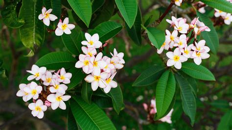 The Ultimate Guide to Plumeria Care - Blooming Anomaly