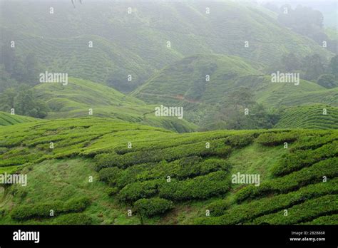 Tea Plantation, Cameron Highlands, Malaysia Stock Photo - Alamy