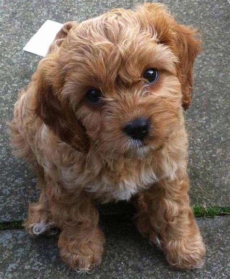 Cavapoo Dog Breed » Breed Info, Pictures, & More